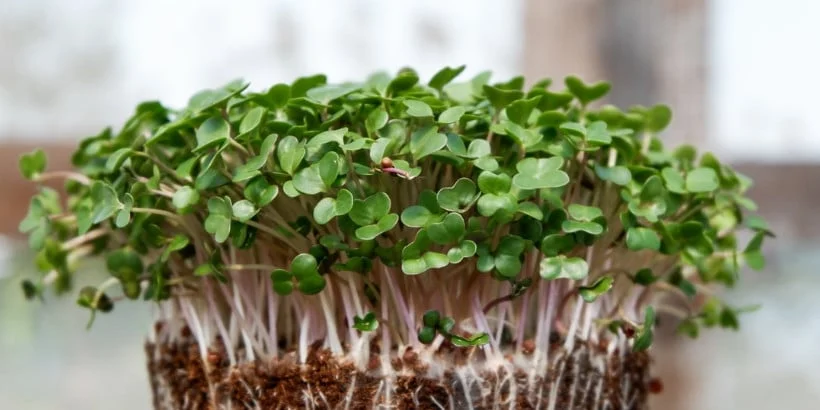 From Seed to Salad: Your Go-To Guide for Growing Greens Year-Round