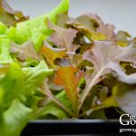 Seeds to Start Indoors 2–4 Weeks Before Your Last Frost