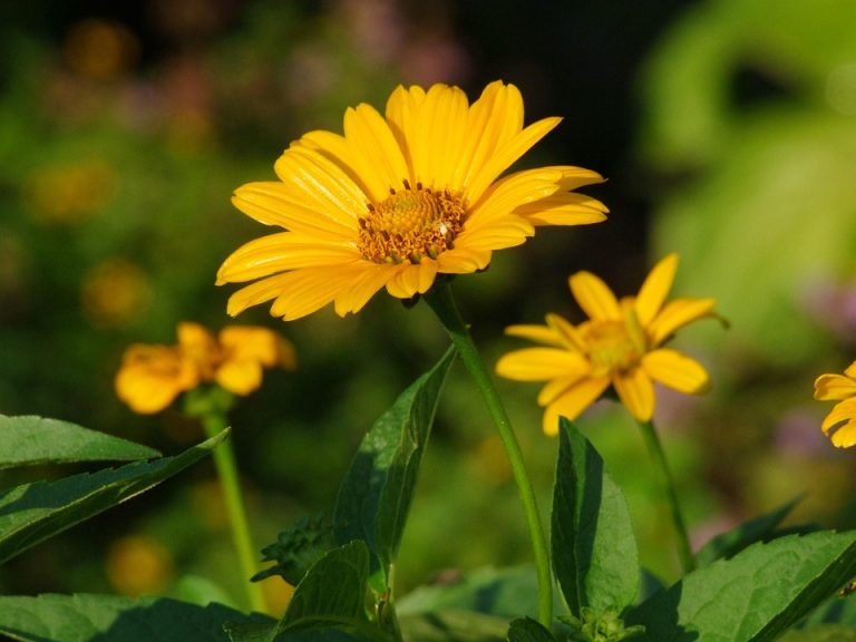 Seasonal Ritual: Frost-Kissed Tendrils Awaken Seasonal Ritual: Frost-Kissed Tendrils Awaken