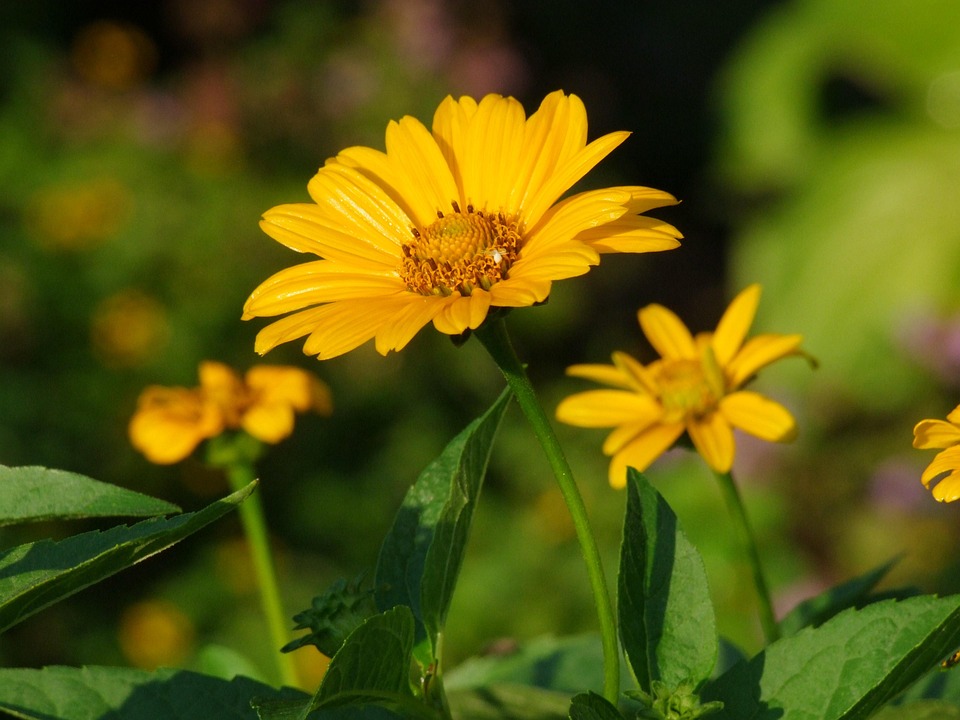 Seasonal Ritual: Frost-Kissed Tendrils Awaken