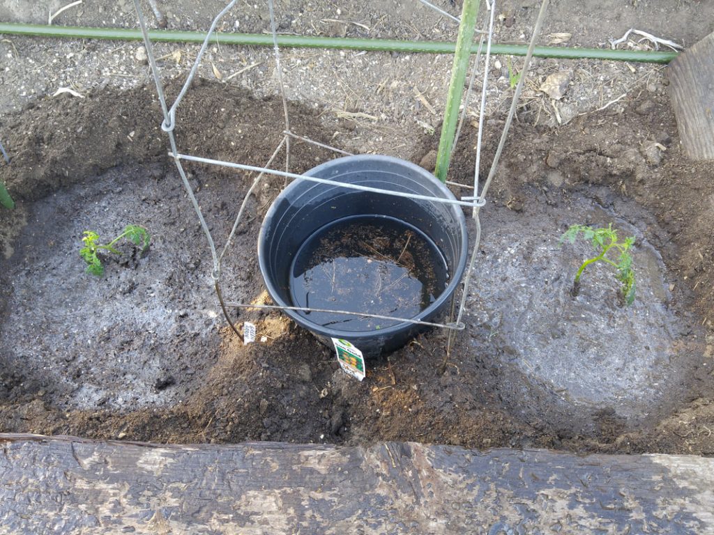 Planting Tomatoes – Two Techniques Depending on Soil