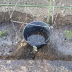 Planting Tomatoes – Two Techniques Depending on Soil Planting Tomatoes – Two Techniques Depending on Soil