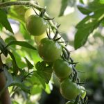 Seasonal Ritual – How to Gather Ripening Tomatoes’ Reflections Seasonal Ritual – How to Gather Ripening Tomatoes’ Reflections