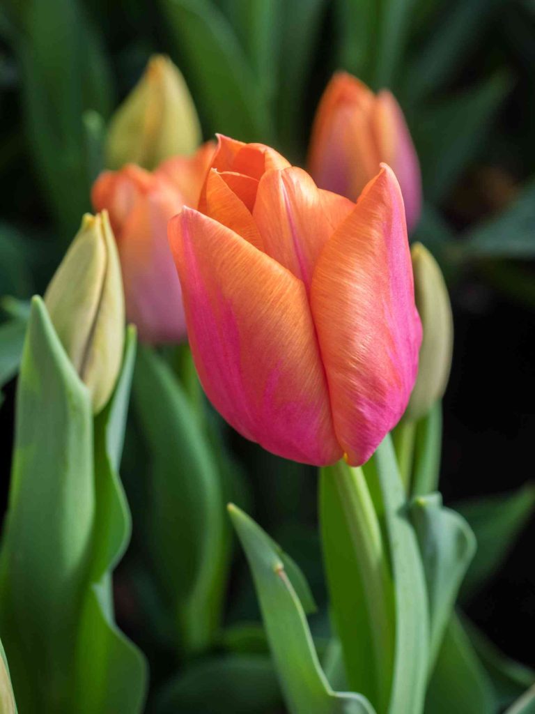 How to Plant Tulip Bulbs for Stunning Spring Blooms?