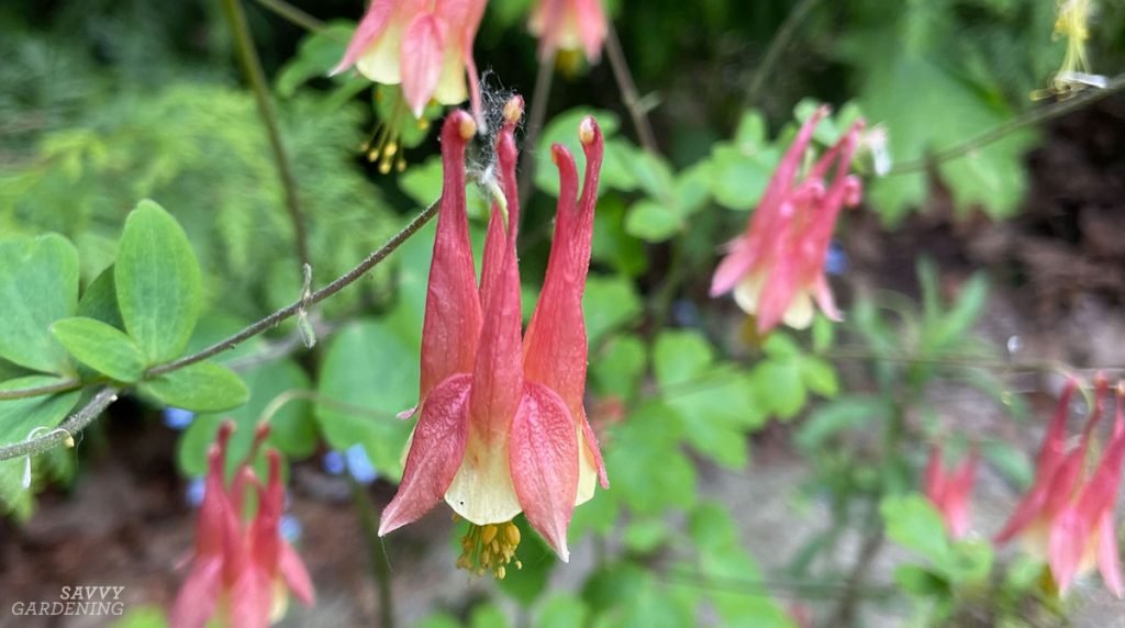 How to Grow Wild Columbine in the Garden