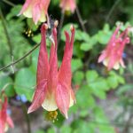 How to Grow Wild Columbine in the Garden How to Grow Wild Columbine in the Garden