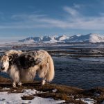 Top 5: Moss Veins Skyward