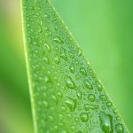 Poetic Guide: Roots Within Veins Poetic Guide: Roots Within Veins