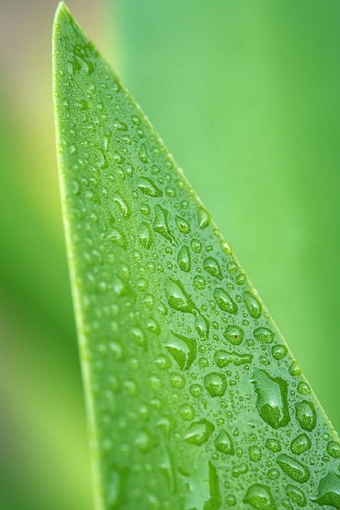 Poetic Guide: Roots Within Veins Poetic Guide: Roots Within Veins