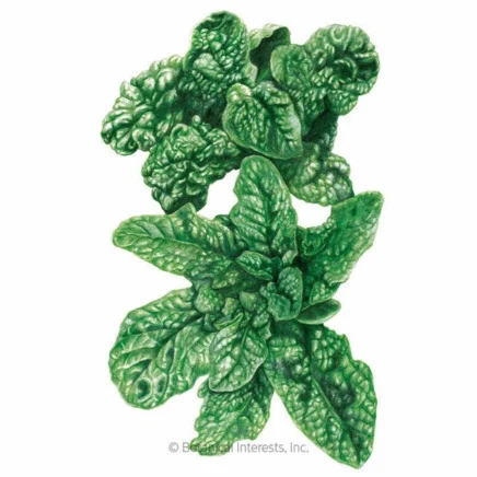 bloomsdale spinach seeds