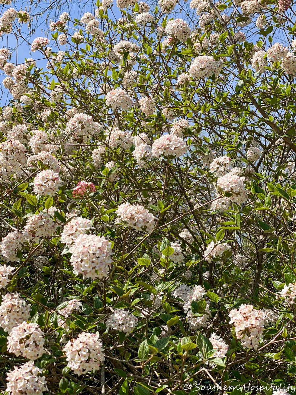 biltmore blooms 2021 - southern hospitality