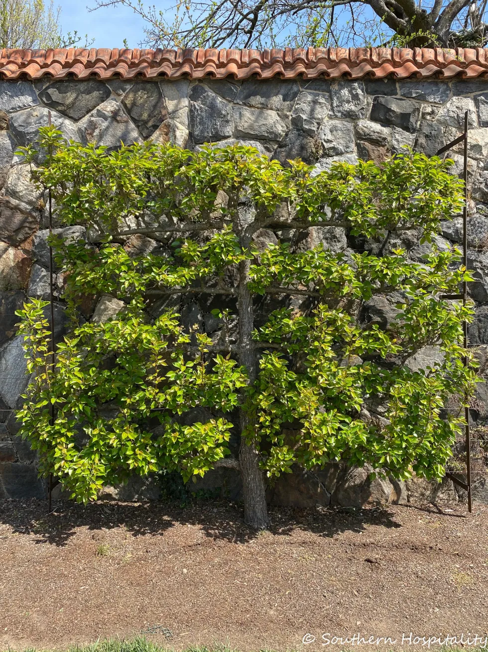 biltmore blooms 2021 - southern hospitality