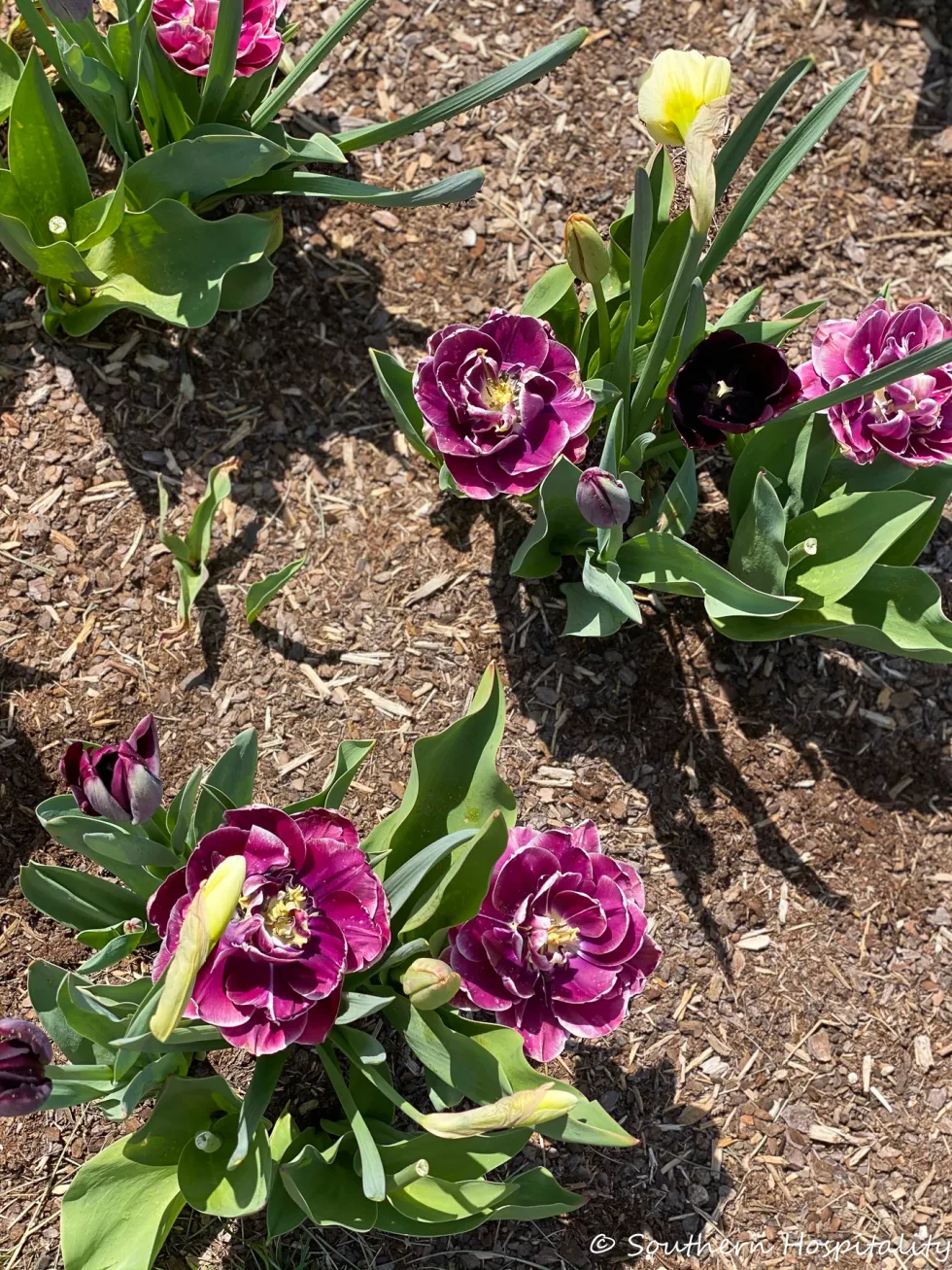 biltmore blooms 2021 - southern hospitality