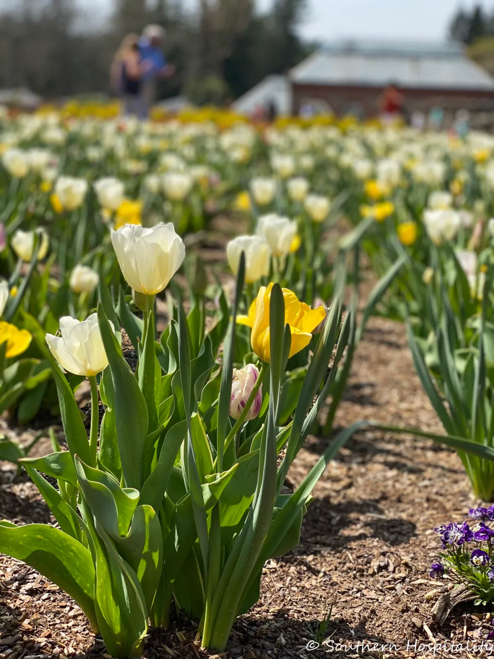 biltmore blooms 2021 - southern hospitality