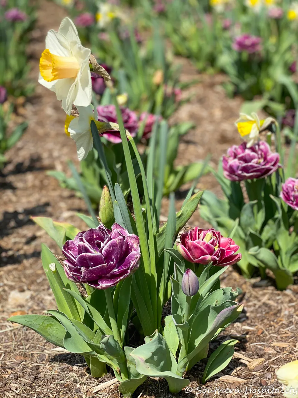 biltmore blooms 2021 - southern hospitality