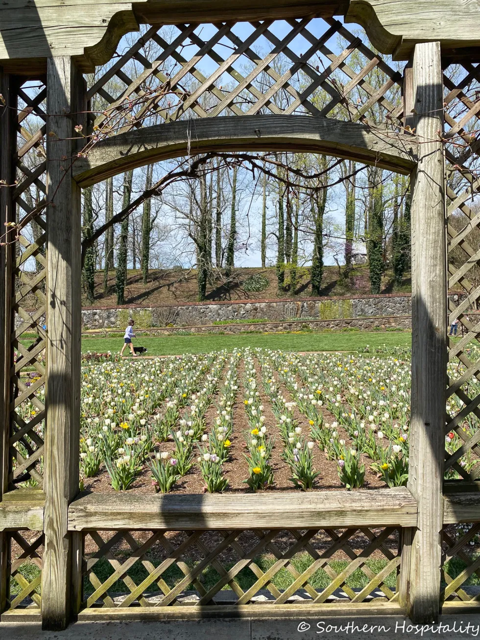 biltmore blooms 2021 - southern hospitality