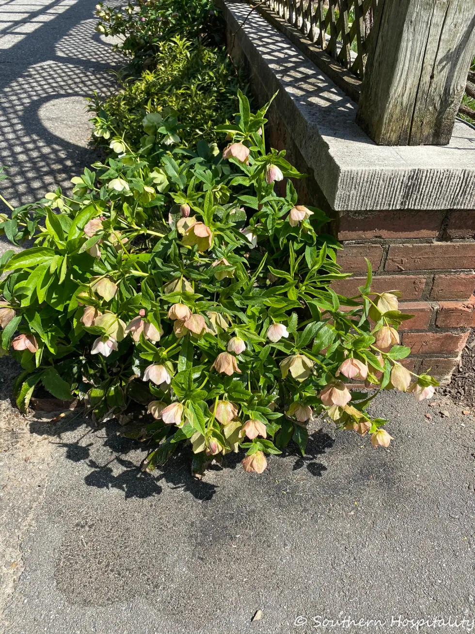 biltmore blooms 2021 - southern hospitality