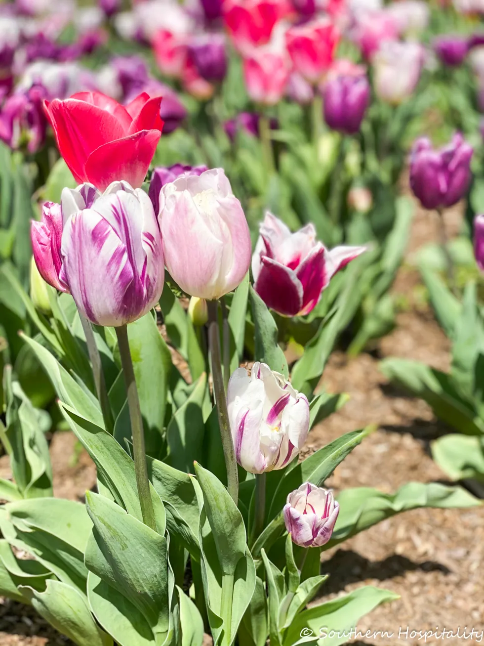 biltmore blooms 2021 - southern hospitality