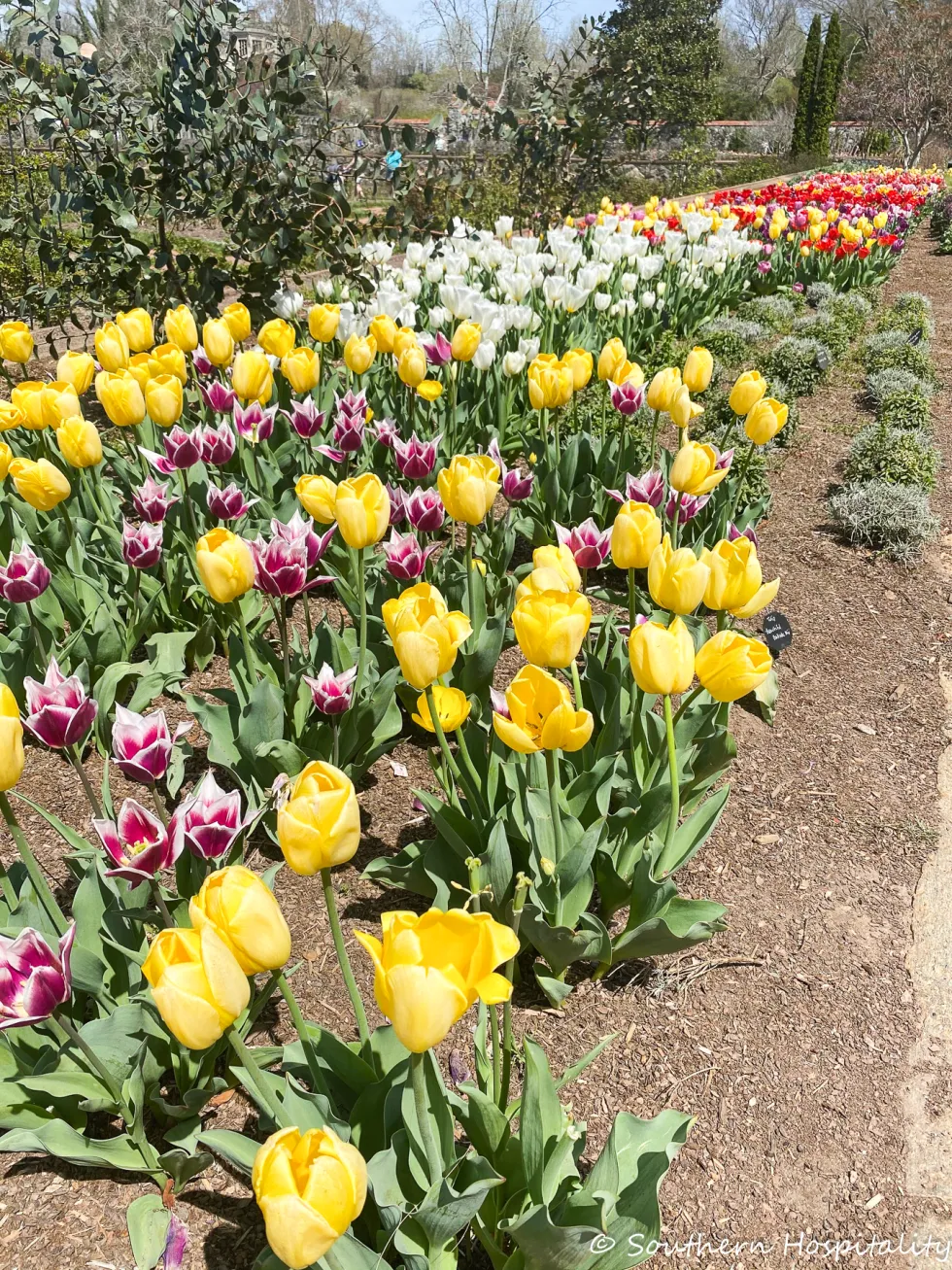 biltmore blooms 2021 - southern hospitality