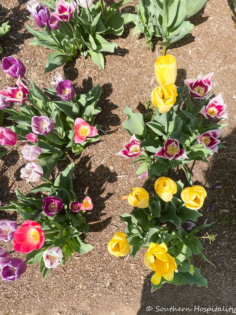 biltmore blooms 2021 - southern hospitality