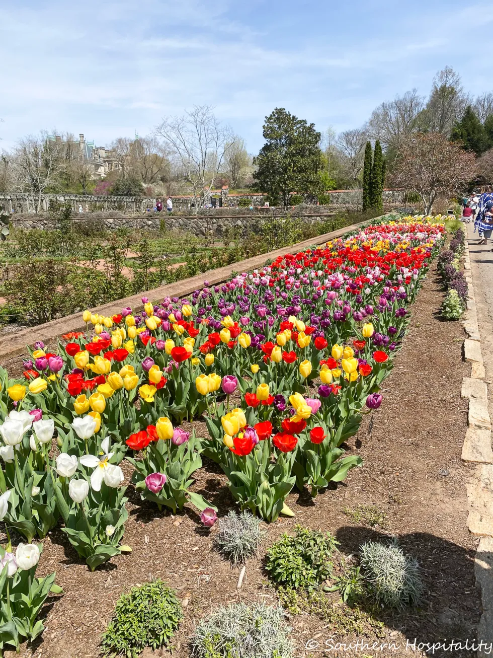 biltmore blooms 2021 - southern hospitality