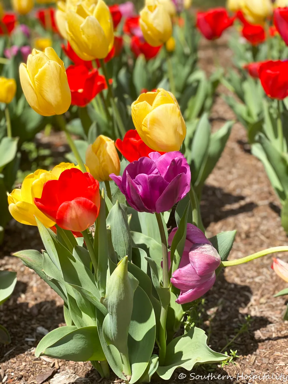 biltmore blooms 2021 - southern hospitality