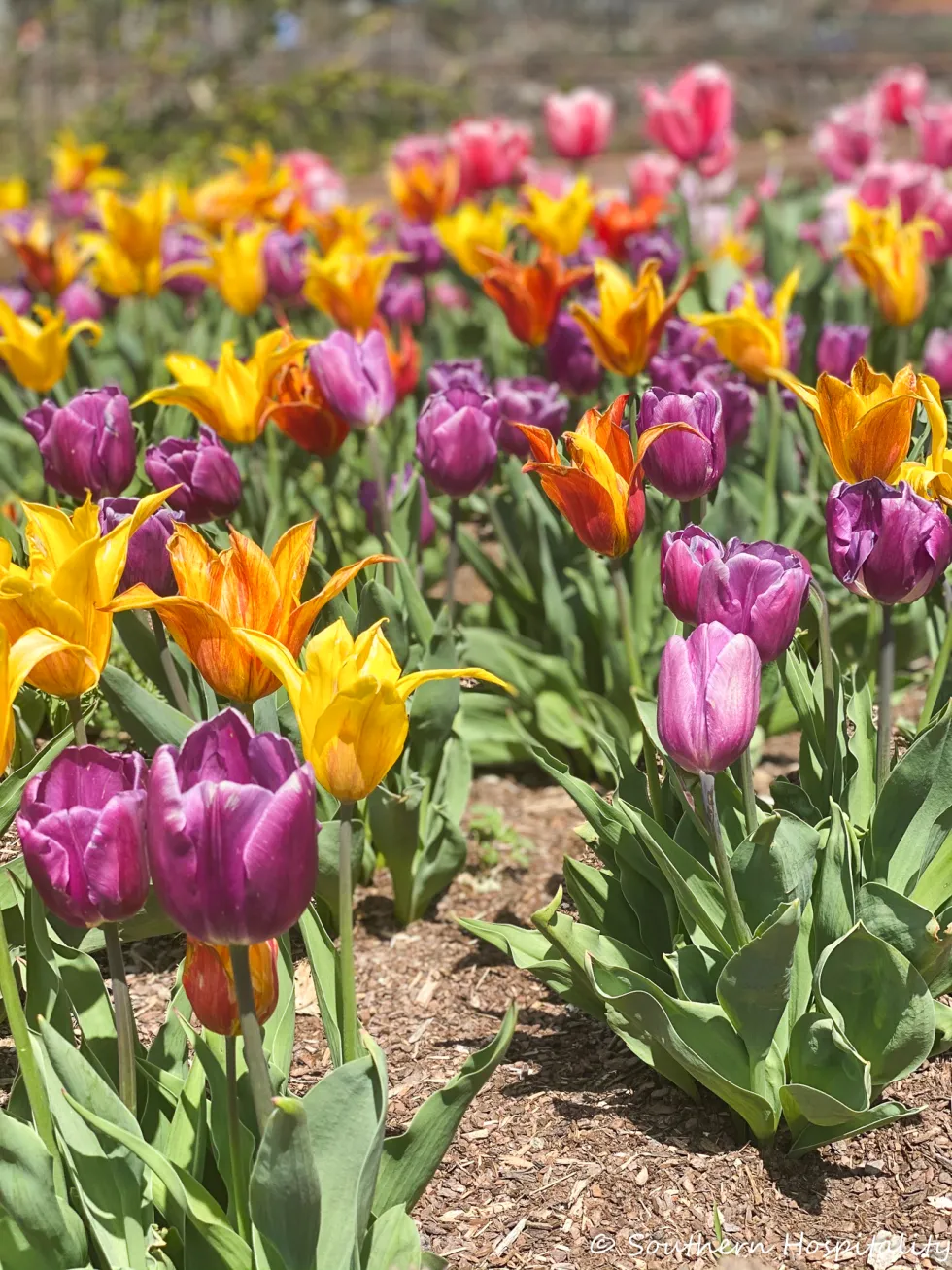 biltmore blooms 2021 - southern hospitality