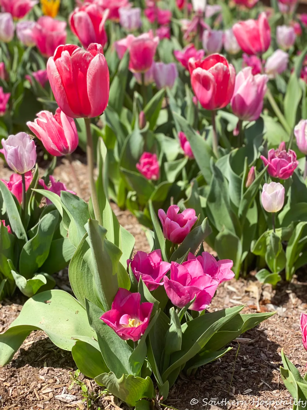 biltmore blooms 2021 - southern hospitality