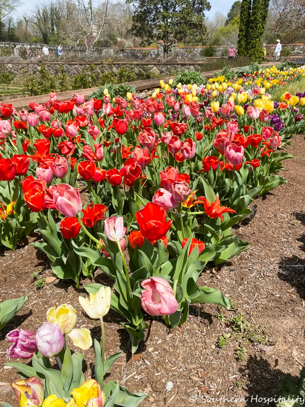 biltmore blooms 2021 - southern hospitality