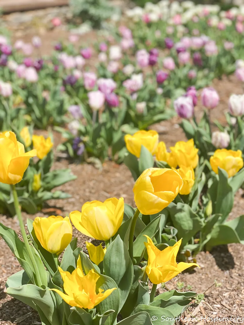 biltmore blooms 2021 - southern hospitality