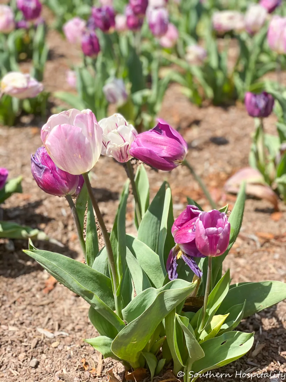 biltmore blooms 2021 - southern hospitality