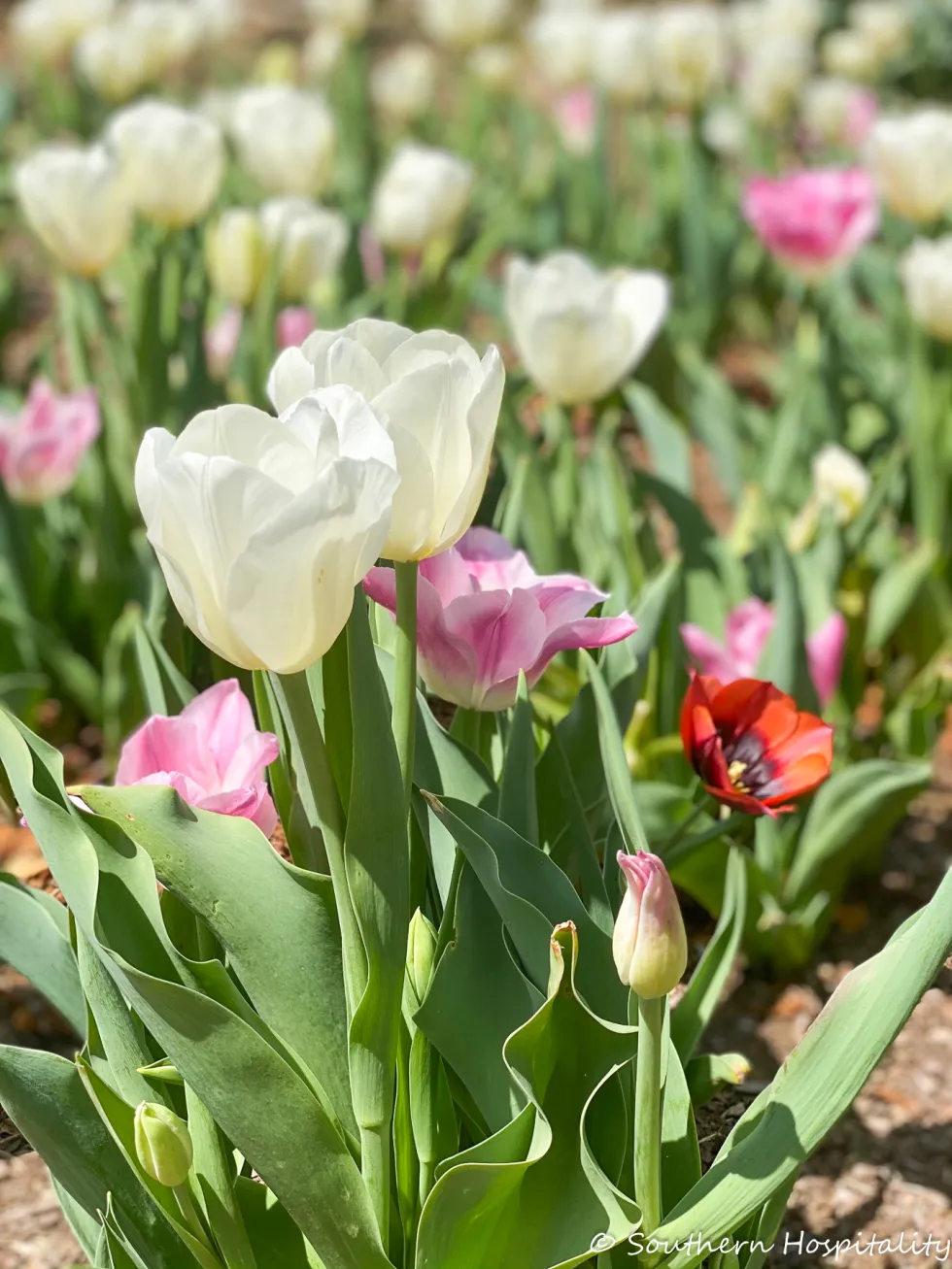 biltmore blooms 2021 - southern hospitality