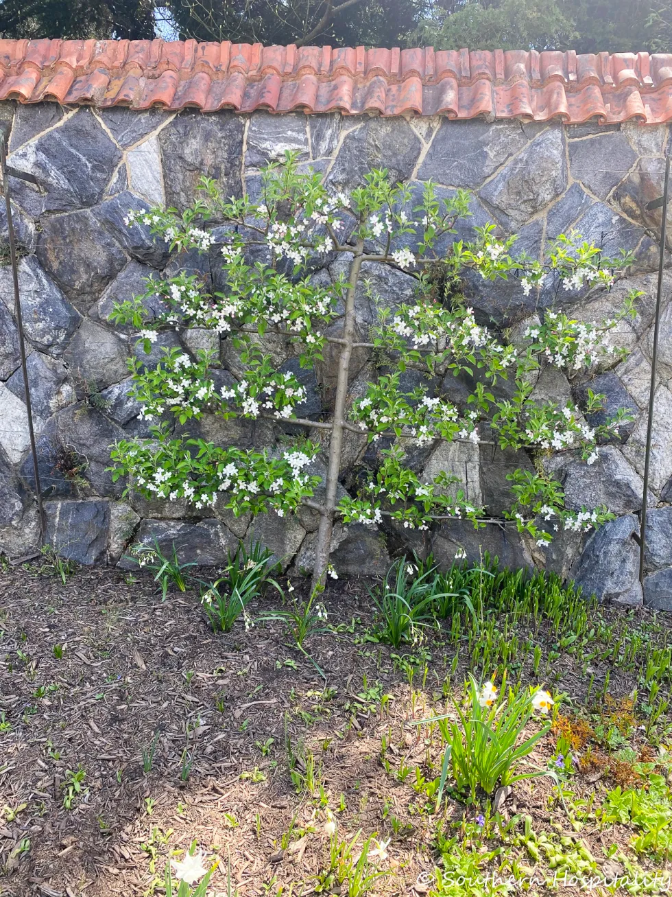 biltmore blooms 2021 - southern hospitality