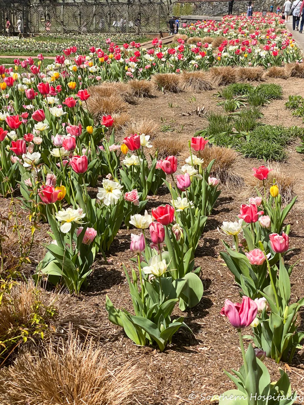 biltmore blooms 2021 - southern hospitality