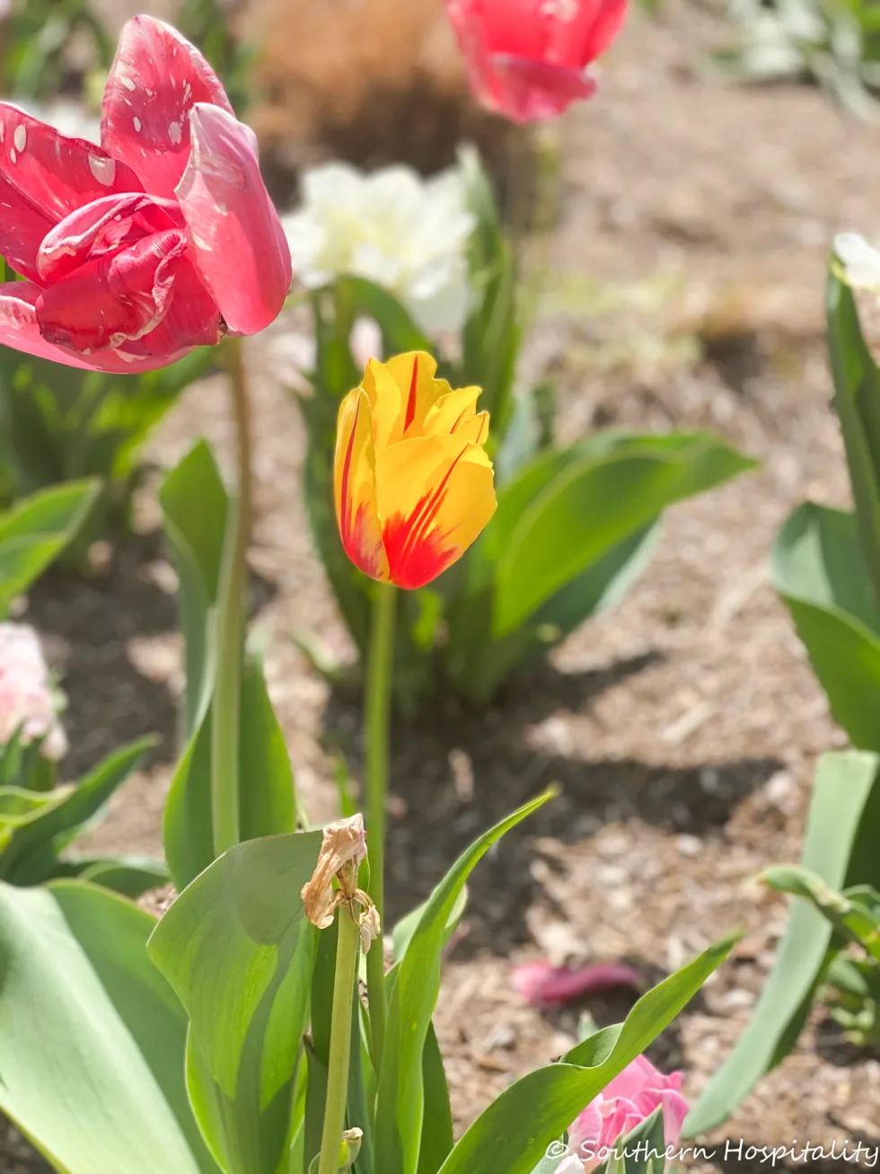 biltmore blooms 2021 - southern hospitality