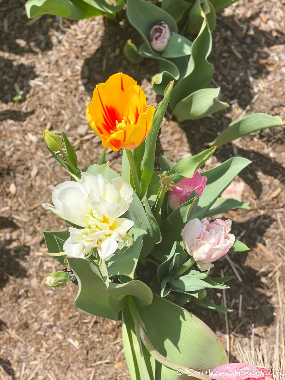 biltmore blooms 2021 - southern hospitality