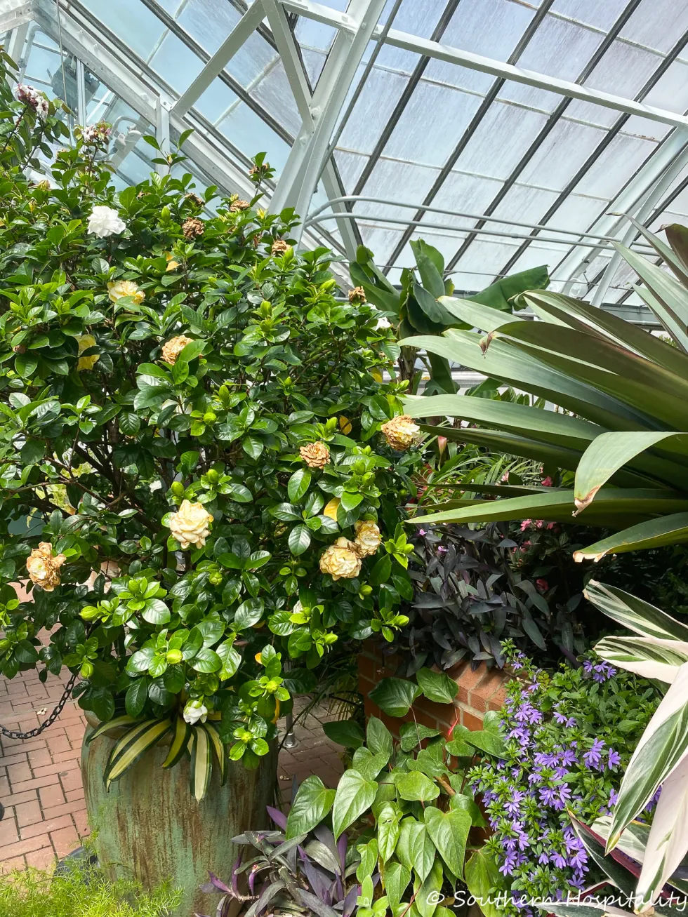 biltmore blooms 2021 - southern hospitality