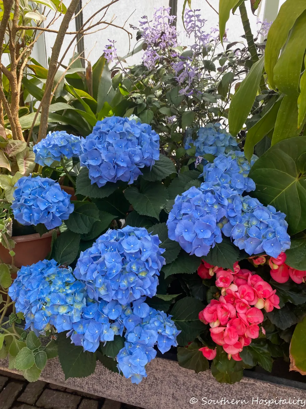 biltmore blooms 2021 - southern hospitality