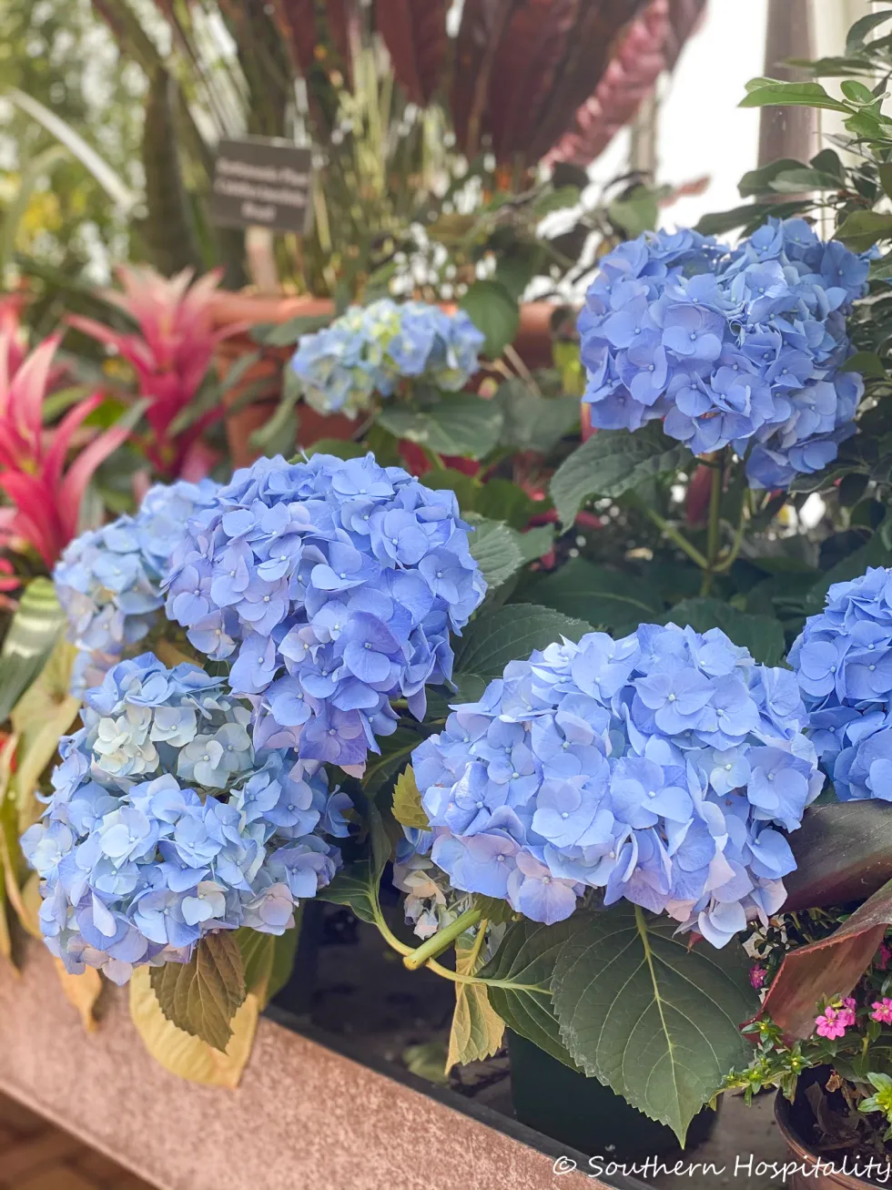 biltmore blooms 2021 - southern hospitality