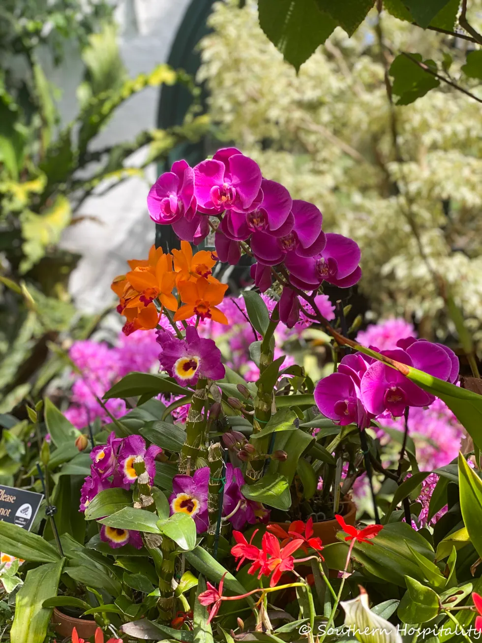 biltmore blooms 2021 - southern hospitality