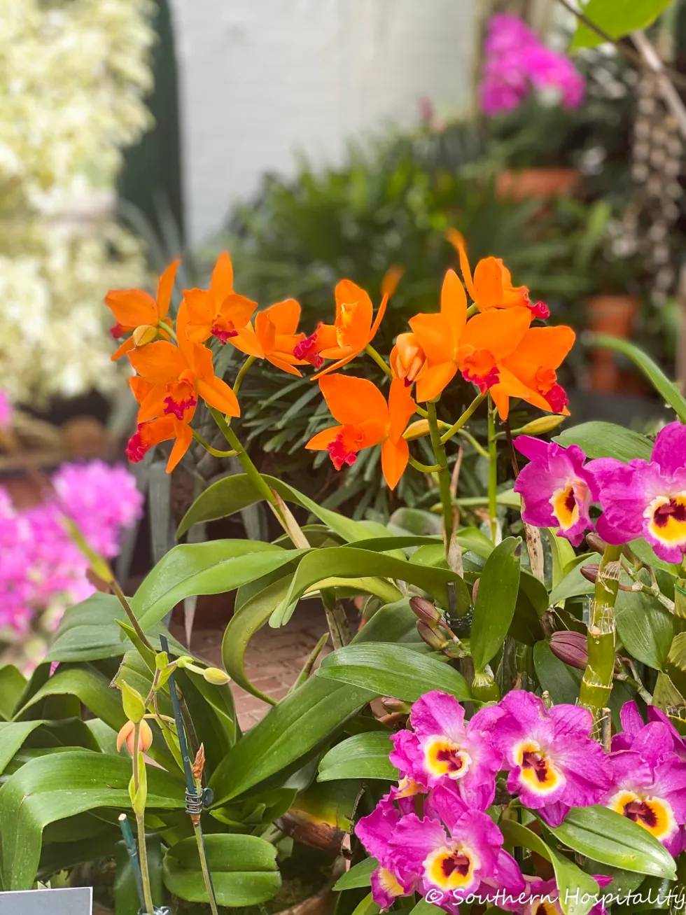 biltmore blooms 2021 - southern hospitality