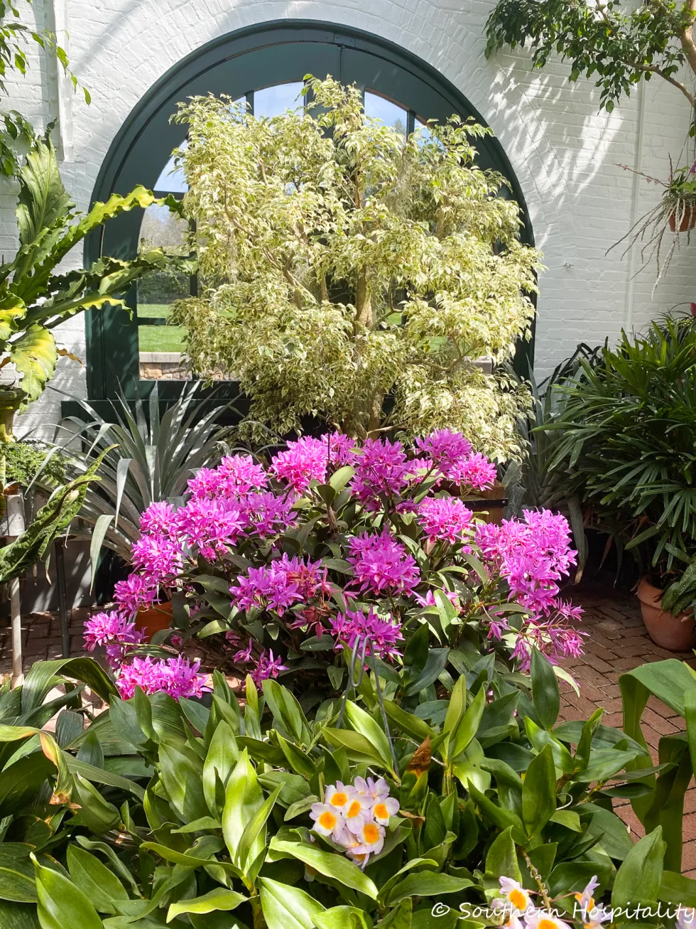 biltmore blooms 2021 - southern hospitality