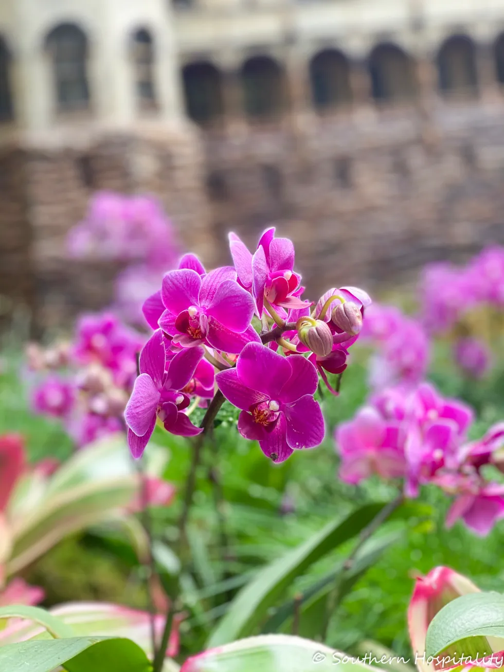 biltmore blooms 2021 - southern hospitality