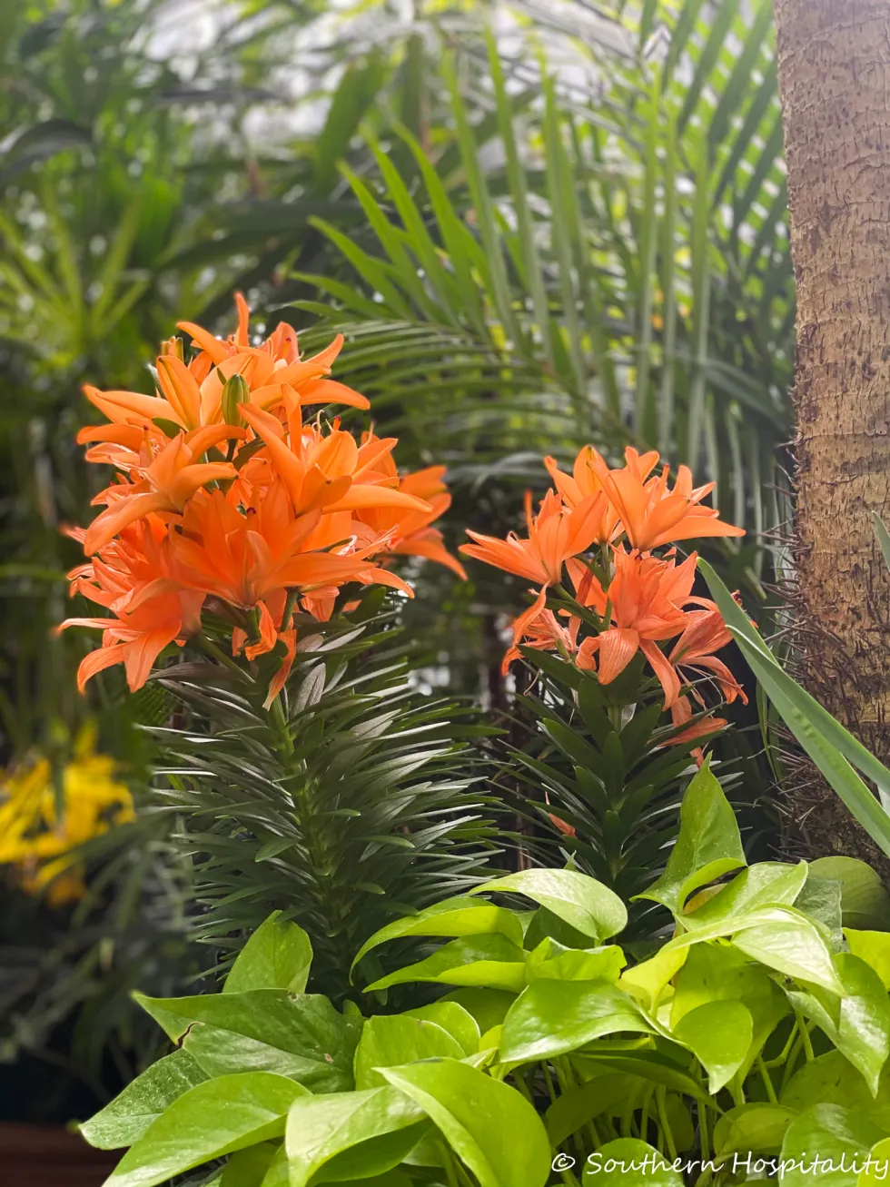 biltmore blooms 2021 - southern hospitality