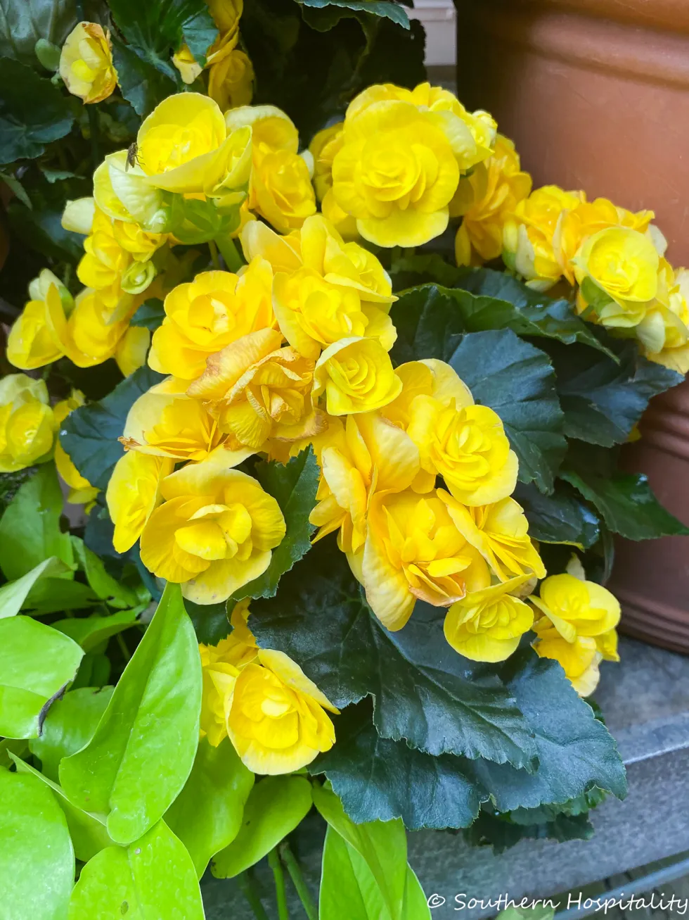 biltmore blooms 2021 - southern hospitality