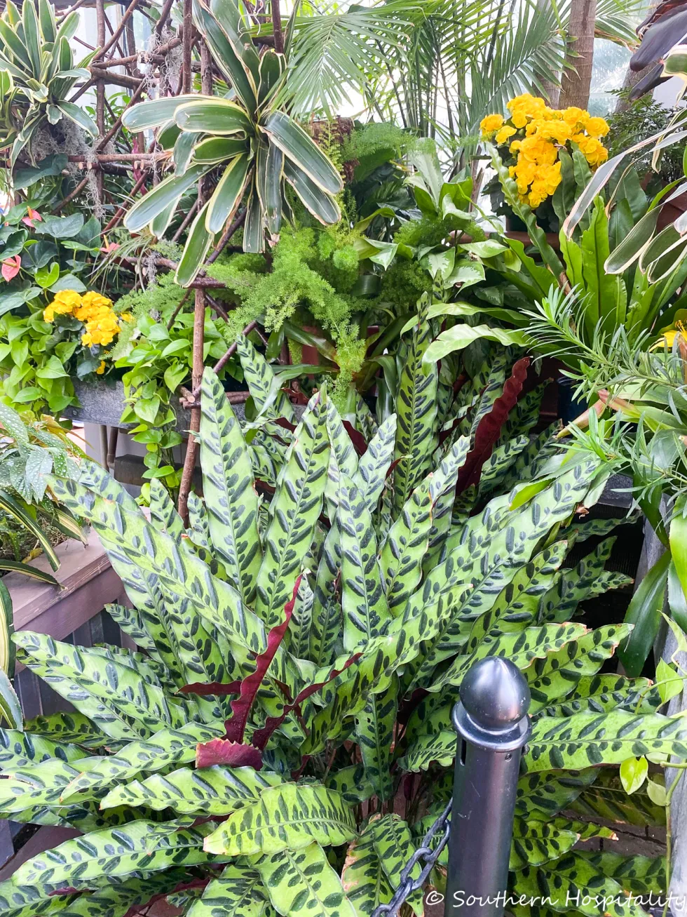 biltmore blooms 2021 - southern hospitality