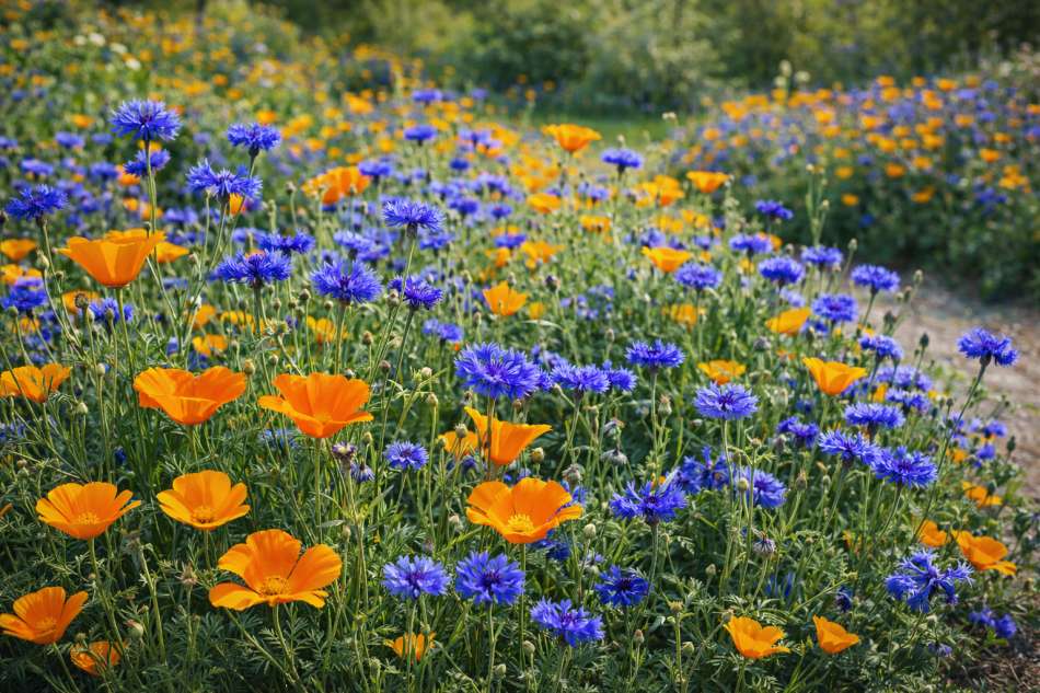 26 beautiful spring flower bed ideas for your garden 60 26 beautiful spring flower bed ideas for your garden