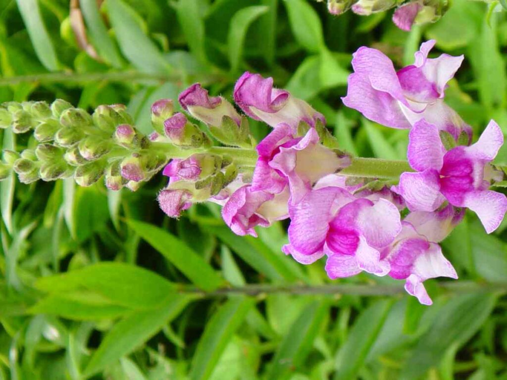 26 beautiful spring flower bed ideas for your garden 72 26 beautiful spring flower bed ideas for your garden