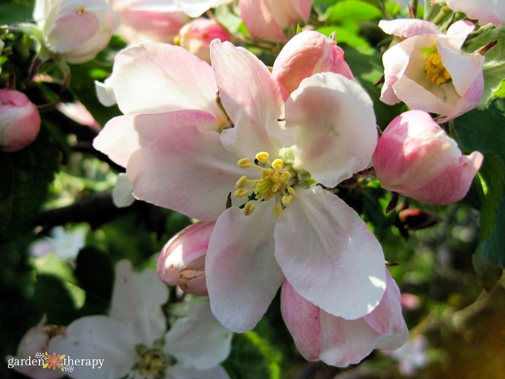 single flowering crab apple blossom