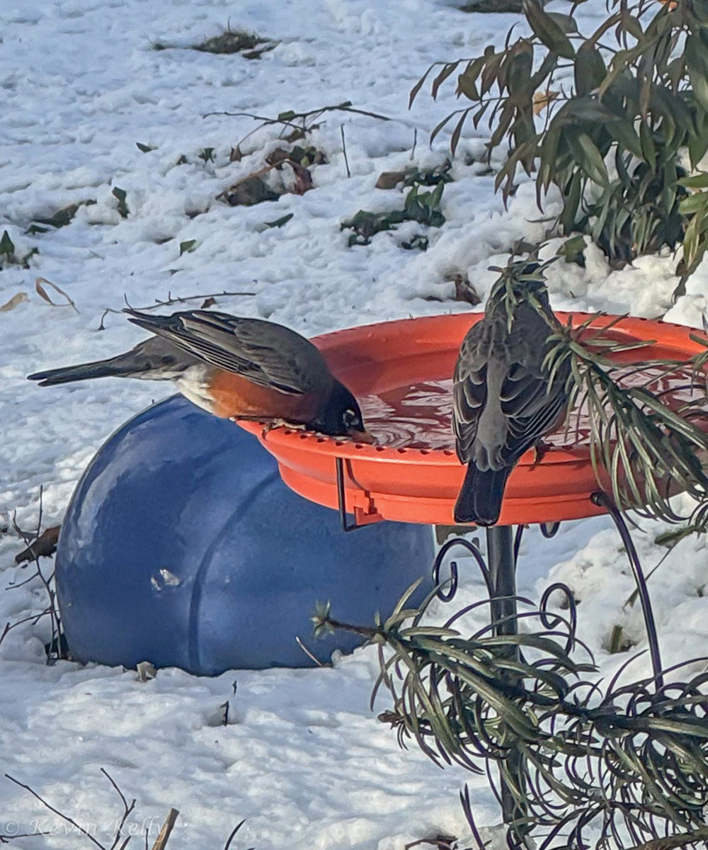 birds visiting heated bird bath in winter